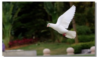 初次养鸽子要养几对（养500对鸽子一年能赚多少钱）