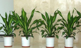 也门铁叶子发黄怎么办(也门铁叶子发黄的原因)