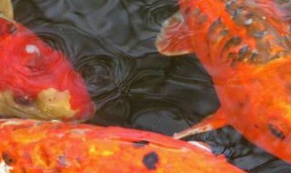 新手养什么金鱼最好养 新手养什么金鱼好养又好看