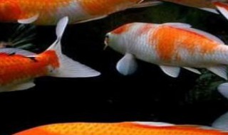 日本锦鲤的养殖方法（日本锦鲤的养殖方法和技术）