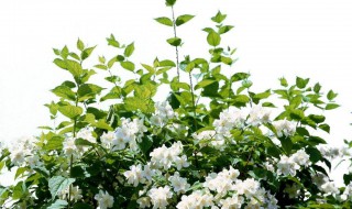 乘火车能否携带花草植物 乘火车可以带花草植物吗