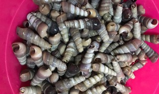 钉螺怎么清洗（钉螺怎么清洗最干净）