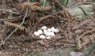 番鸭孵化要多少天出壳（番鸭孵化需要多少天）