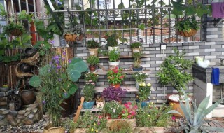 怎么创建自己的小花园 怎么创建自己的小花园呢