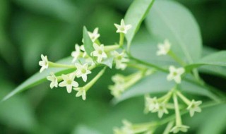 夜来香叶子变黄的原因是什么 夜来香的叶子黄了怎么办