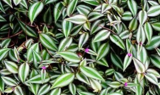 吊竹梅怎么施肥（吊竹梅施肥过多怎么办）