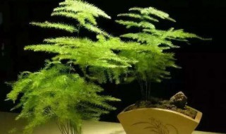 文竹土培改水培的做法（文竹土培改水培的做法视频）