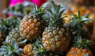 广东菠萝的种植条件 广东菠萝的种植条件是什么