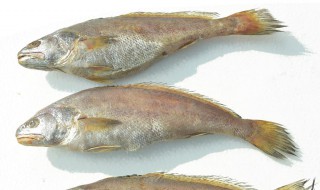 鱼是冻还是保鲜好（鱼是冻还是保鲜好吃）