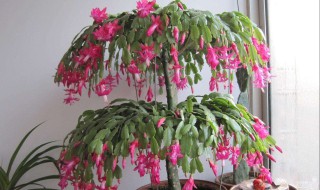蟹爪兰的日常养护方法（蟹爪兰的养护办法）