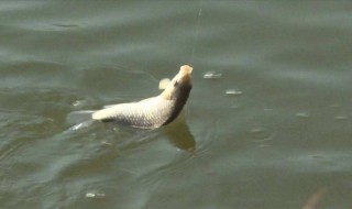 什么样的天气好钓草鱼 什么天气适合钓鲤鱼草鱼