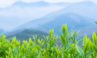 茶叶沤肥的方法 茶叶沤肥怎么做