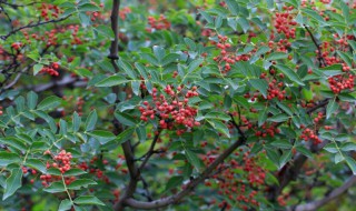 花椒树上有蚂蚁怎么治(花椒树上有蚂蚁怎么治)