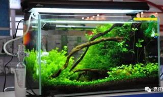 水草缸必须要用水草泥吗 水草缸必须要用水草泥吗为什么