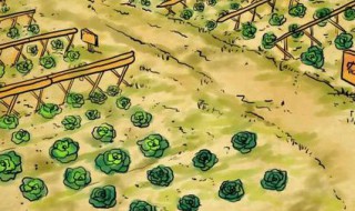 种菜怎么写日记（种菜过程日记）