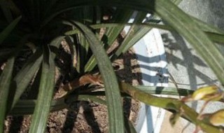 肉质根怎么养（肉质根植物怎么浇水）