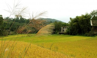 富硒米的产地在哪里（富硒米的产地在哪里呀）