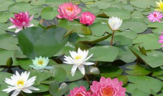 睡莲里可以养泥鳅吗 睡莲里可以养泥鳅吗