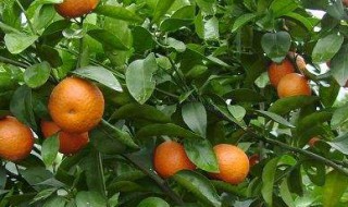 汉中能种植沙糖桔吗（汉中沙糖桔批发多少钱一斤）