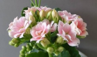 长寿花扦插后多久开花 长寿花扦插几天后可以浇水