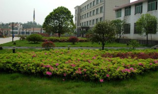 绿化质保期一般规定为多少年 绿化质保期是多少