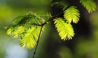 水杉是我国珍稀植物吗（水杉是我国珍稀植物吗为什么）