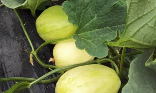 甜瓜的嫁接有几种方法? 实拍甜瓜的嫁接方法,想学的赶紧看!