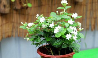 适合阳台养的花卉盆栽 适合阳台养的盆栽绿植