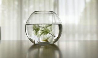 鱼缸有水垢解决最快的方法 鱼缸有水垢解决最快的方法图片