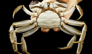 冷冻河蟹的正确方法（冷冻河蟹怎么做好吃）