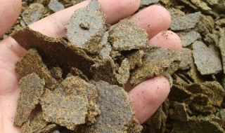 菜油饼的发酵方法（菜油饼的发酵方法是什么）