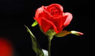 不同朵数的玫瑰花代表什么（不同朵数的玫瑰花代表什么含义）