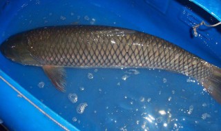桶养草鱼的方法 怎么用桶养鱼