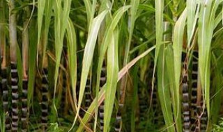 好吃的甘蔗种植方法 甘蔗如何种植技术