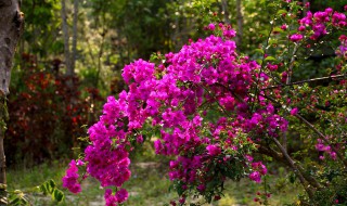 爬藤三角梅的架子怎么做（爬藤 三角梅）