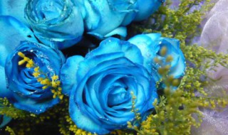 蓝玫瑰的含义是什么意思（蓝玫瑰的含义是什么意思呀）