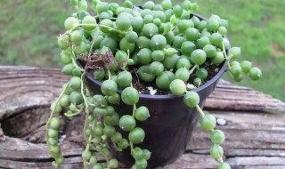 佛珠吊兰的家庭养殖方法 佛珠吊兰的家庭养殖方法视频