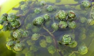花椒粥（花椒粥是什么）