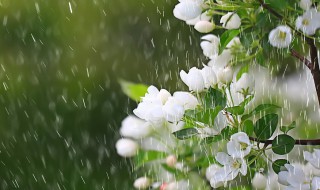 关于春雨绵绵的心情说说有哪些（春雨绵绵的唯美句子）