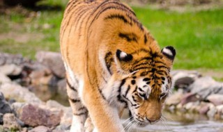 母老虎和公老虎的区别 母老虎和公老虎的区别图片