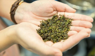 四季春是什么茶 喜茶四季春是什么茶