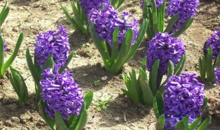 风信子怎么留种子（风信子怎么留种子种植）