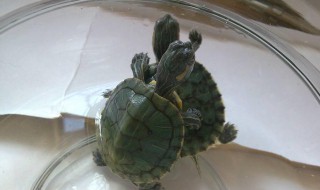 专业乌龟养殖方法（乌龟养殖户）