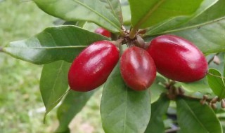 神秘果种子繁殖的方法（神秘果的种子种植方法）