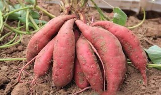 种红薯高产方法（种红薯高产的技巧）