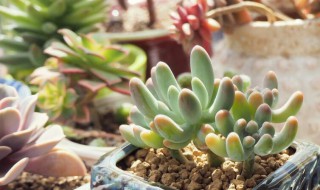 八千代多肉的扦插方法 多肉八千代怎么繁殖