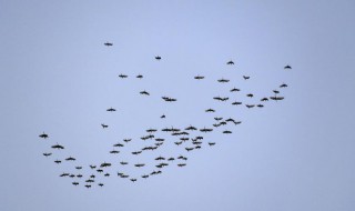 燕子过冬往哪里飞 燕子过冬往哪里飞燕子往南飞到哪里