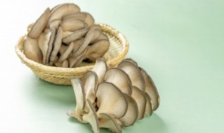 保存蘑菇平菇的简单方法（保存蘑菇平菇的简单方法窍门）