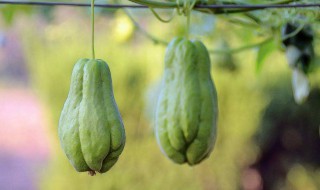 佛手瓜炒鸡蛋的做法 佛手瓜炒鸡蛋的做法大全