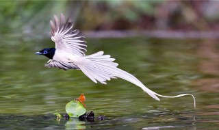 农村驱鸟的最佳方法(农村专用驱鸟器)